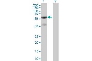 Western Blot analysis of TRAF3 expression in transfected 293T cell line by TRAF3 MaxPab polyclonal antibody. (TRAF3 anticorps  (AA 1-568))