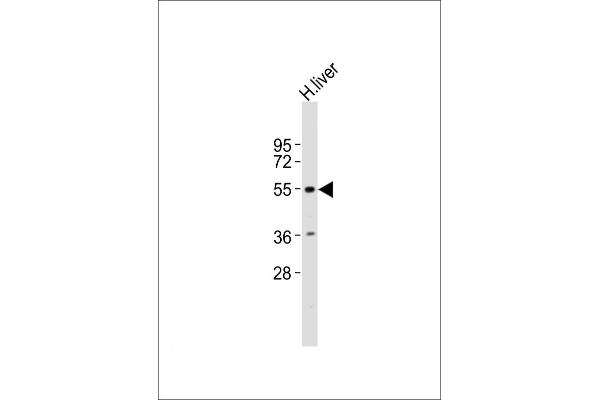 INSM2 anticorps  (AA 192-227)