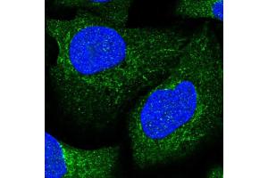 Immunofluorescent staining of human cell line U-2 OS shows localization to cytosol & mitochondria.