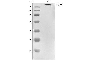 Western blot analysis of RANBP2 using anti-RANBP2 antibody (ABIN7602650). (RANBP2 anticorps  (AA 906-2744))