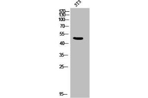 Western Blot analysis of 3T3 cells using Phospho-IL-8Rβ (S347) Polyclonal Antibody (CXCR2 anticorps  (pSer347))