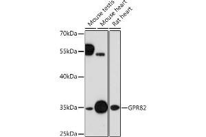 Western blot analysis of extracts of various cell lines, using GPR82 Rabbit pAb (ABIN7267312) at 1:1000 dilution. (GPR82 anticorps  (AA 1-100))