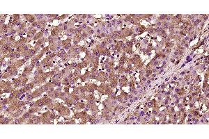 Paraformaldehyde-fixed, paraffin embedded human liver; Antigen retrieval by boiling in sodium citrate buffer (pH6. (PLG anticorps  (AA 251-350))