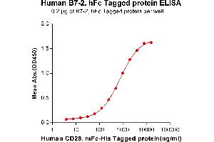 ELISA plate pre-coated by 2 μg/mL (100 μL/well) Human B7-2, hFc tagged protein (ABIN6961159, ABIN7042347 and ABIN7042348) can bind Human CD28, mFc-His tagged protein ABIN6961087, ABIN7042203 and ABIN7042204 in a linear range of 62.