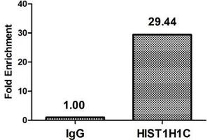 Chromatin Immunoprecipitation Hela (4*10 6 ) were treated with Micrococcal Nuclease, sonicated, and immunoprecipitated with 5 μg anti-HIST1H1C (ABIN7139589) or a control normal rabbit IgG. (HIST1H1C anticorps  (meLys118))