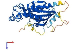 AlphaFold protein structure predicition of Mouse Recombinant Tigar Protein, UniprotID Q8BZA9