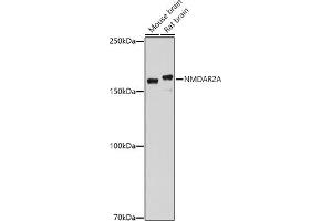Western blot analysis of extracts of various cell lines, using NMDA antibody (ABIN1681064, ABIN3015387, ABIN3015389 and ABIN6214028) at 1:1000 dilution. (NMDAR2A anticorps  (AA 1130-1400))