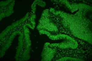 IF analysis of hnRNP D/AUF1/HNRNPD using anti-hnRNP D/AUF1/HNRNPD antibody (ABIN7602591). (HNRNPD/AUF1 anticorps  (AA 88-246))