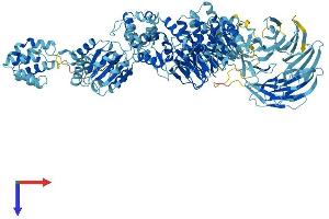 AlphaFold protein structure predicition of Mouse Recombinant Apaf1 Protein, UniprotID O88879