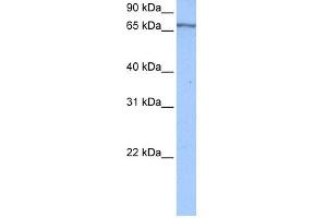 WB Suggested Anti-PABPC4 Antibody Titration:  0.