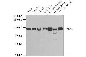 Western blot analysis of extracts of various cell lines using RRM1 Polyclonal Antibody at dilution of 1:1000. (RRM1 anticorps)