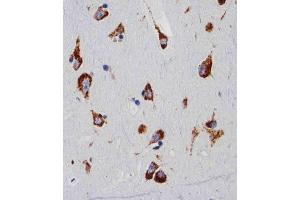 Immunohistochemical analysis of paraffin-embedded H.