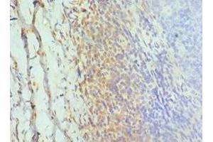 Immunohistochemistry of paraffin-embedded human tonsil tissue using ABIN7154323 at dilution of 1:100