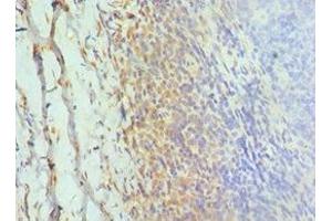 Immunohistochemistry of paraffin-embedded human tonsil tissue using ABIN7154323 at dilution of 1:100 (Golgin A2 (GOLGA2) (AA 20-300) anticorps)