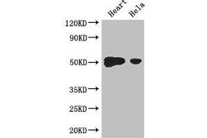 Western Blot Positive WB detected in: Mouse heart tissue, Hela whole cell lysate All lanes: TFDP2 antibody at 3. (DP2 anticorps  (AA 344-386))
