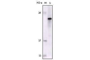Western blot analysis using FES mouse mAb against truncated FES recombinant protein. (FES anticorps  (AA 613-822))