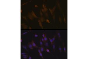 Immunofluorescence analysis of NIH-3T3 cells using Transportin 3 (Transportin 3 (TNPO3)) Rabbit mAb (ABIN7270971) at dilution of 1:100 (40x lens).