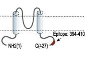 Representative domain view of the target of ABIN7043479.