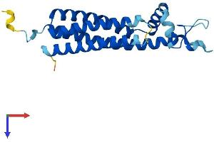 AlphaFold protein structure predicition of Mouse Recombinant Tspan13 Protein, UniprotID Q9D8C2