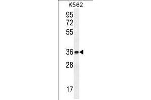 Western blot analysis in K562 cell line lysates (35ug/lane). (ETV2 anticorps  (N-Term))