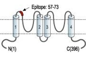 anti-Potassium Channel, Subfamily K, Member 9 (KCNK9) (AA 57-73), (Extracellular), (P1 Loop) antibody