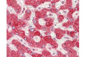 Anti-PDIA4 / ERP72 antibody IHC staining of human liver.