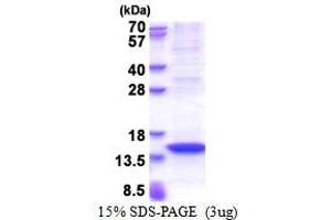 SDS-PAGE (SDS) image for MX dynamin like GTPase 2 (MX2) (AA 626-715) protein (His tag) (ABIN5853486)
