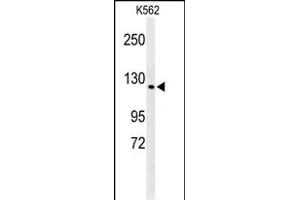 Western blot analysis of C Antibody (Center) (ABIN650957 and ABIN2840010) in K562 cell line lysates (35 μg/lane). (CTC1 anticorps  (AA 767-795))