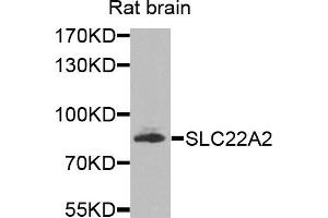 Western blot analysis of extracts of rat brain cells, using SLC22A2 antibody. (SLC22A2 anticorps)
