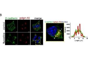 Fluoxetine induces E-cadherin accumulation in Golgi apparatus, but not ER.