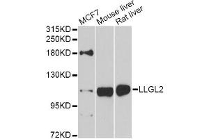 Western blot analysis of extracts of various cell lines, using LLGL2 antibody (ABIN5975836) at 1/1000 dilution. (LLGL2 anticorps)