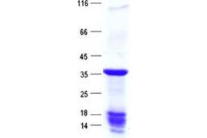 Validation with Western Blot