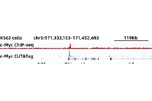CUT&Tag was performed using the CUT&TagAssayKit(pAG-Tn5)forIllumina (RK20265) from 105 K562 cells with 2 ug c-Myc Rabbit mAb,along with a Goat Anti-Rabbit IgG(H+L).
