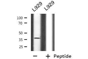 Western blot analysis of CD300LG using L929 whole cell lysates (CD300LG anticorps  (Internal Region))