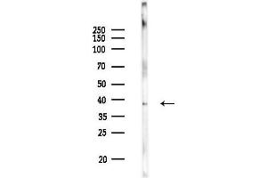 Western blot analysis of lysates from Mouse brain, using Phospho-ERK1/2 (Tyr205/Tyr222) Antibody at 1/1000 dilution.