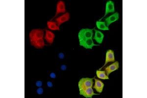 ABIN7096731 and ABIN7100796 staining HepG2 cells by IF/ICC.