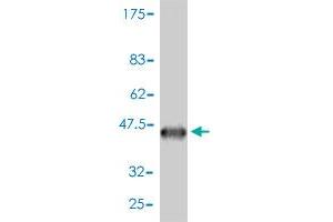 Western Blot detection against Immunogen (41.
