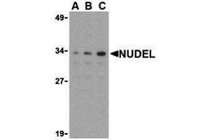 Western Blotting (WB) image for anti-NudE Nuclear Distribution E Homolog (A. Nidulans)-Like 1 (NDEL1) (N-Term) antibody (ABIN1031492) (NDEL1 anticorps  (N-Term))