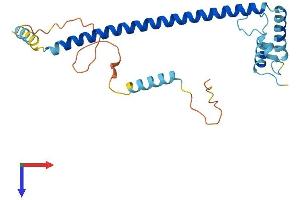 AlphaFold protein structure predicition of Mouse Recombinant Cltb Protein, UniprotID Q6IRU5