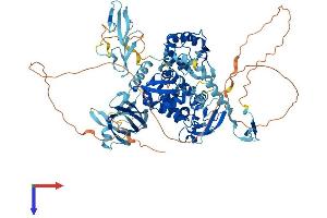AlphaFold protein structure predicition of Human Recombinant WWP2 Protein, UniprotID O00308