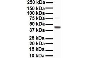 WB Suggested Anti-EEF1A1 antibody Titration: 1 ug/mL Sample Type: Human HepG2 (eEF1A1 anticorps  (C-Term))