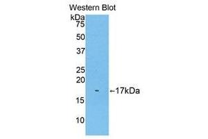 Western Blotting (WB) image for anti-Biglycan (BGN) (AA 243-369) antibody (ABIN1858133) (Biglycan anticorps  (AA 243-369))