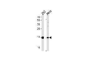 SUMO2/3 Antibody (C-term E69) (ABIN1882138 and ABIN2845503) western blot analysis in 293,Hela cell line lysates (35 μg/lane). (SUMO2/3 anticorps  (C-Term))