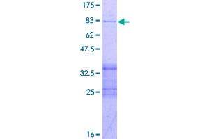 Image no. 1 for Protein Phosphatase 2, Regulatory Subunit B, beta (PPP2R2B) (AA 1-443) protein (GST tag) (ABIN1316024)