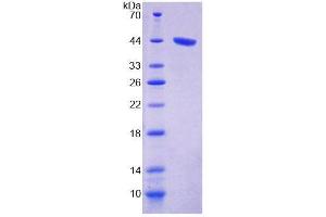 SDS-PAGE analysis of Human PKCd Protein. (PKC delta Protéine)