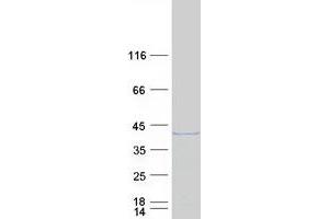 Validation with Western Blot