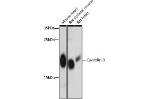 Western blot analysis of extracts of various cell lines, using Caveolin-3 antibody  at 1:3000 dilution. (Caveolin 3 anticorps  (AA 1-100))