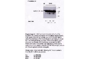 Image no. 2 for anti-EPH Receptor B1 (EPHB1) antibody (ABIN264959)