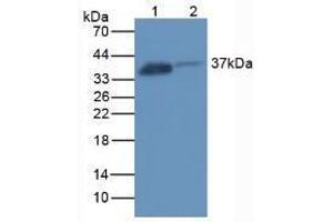 Western blot analysis of (1) Rat Kidney Tissue and (2) Rat Placenta Tissue. (FOLR1 anticorps  (AA 26-229))