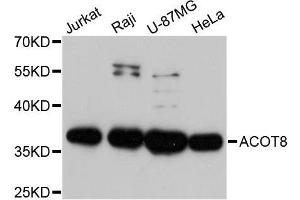 Western blot analysis of extracts of various cell lines, using ACOT8 antibody.